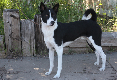 Black And White Canaan Dog Standing