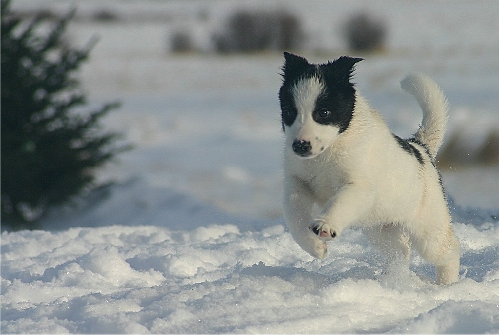 Black And White Canaan Puppy Running In Snow