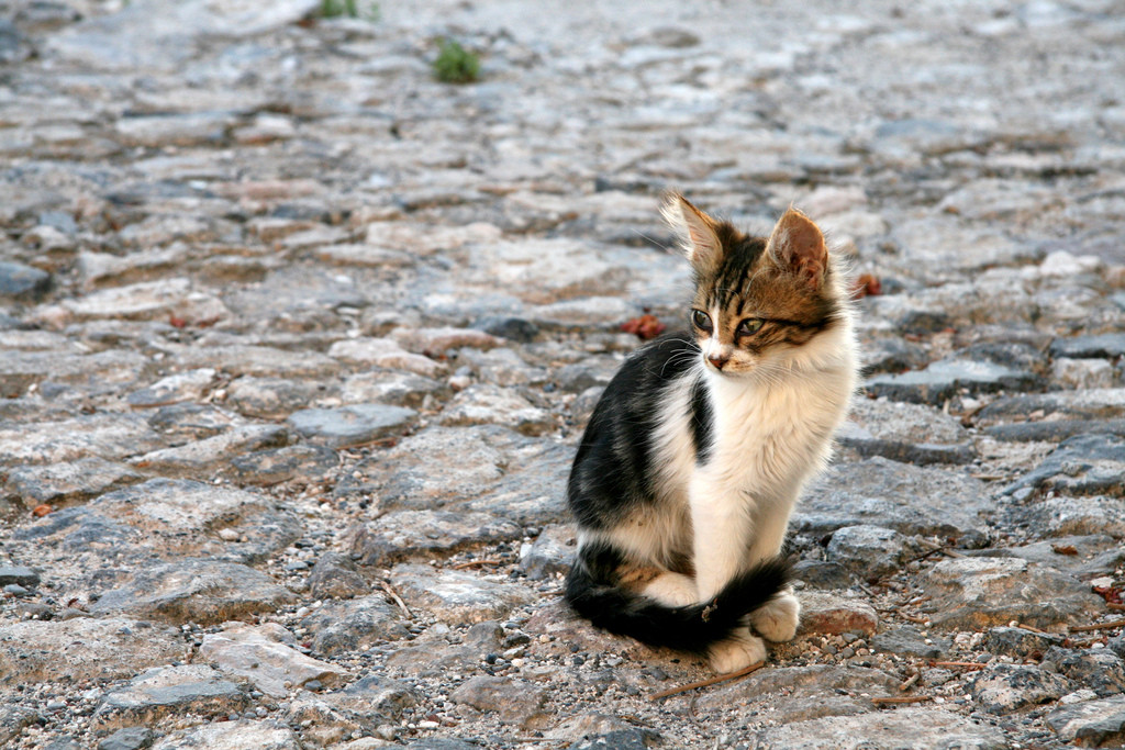 Black And White Cute Aegean Kitten Sitting