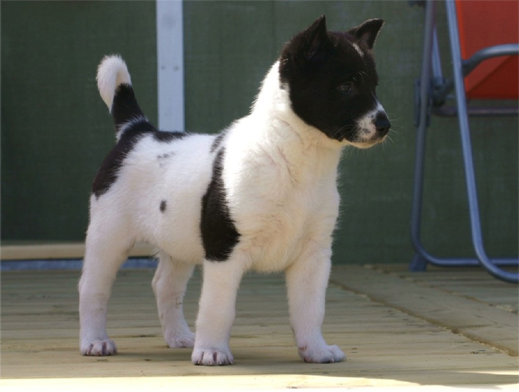 Black And White Cute Canaan Puppy