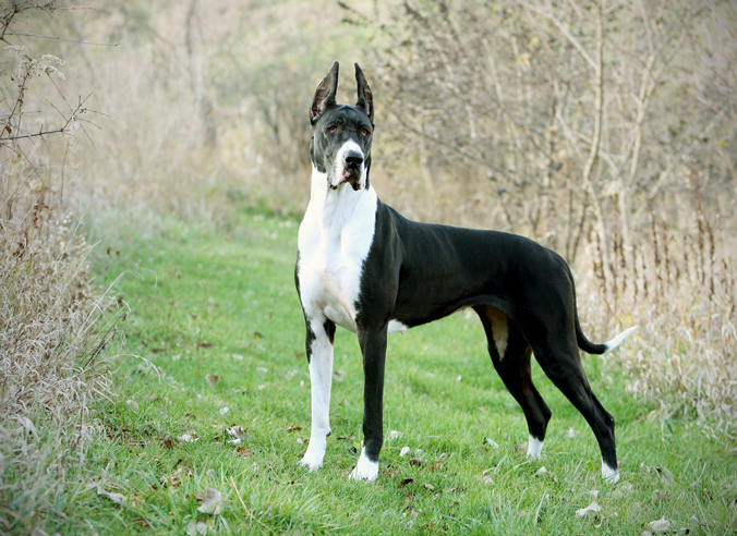 Black And White Great Dane Dog Outside