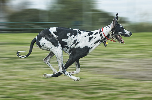Black And White Great Dane Dog Running