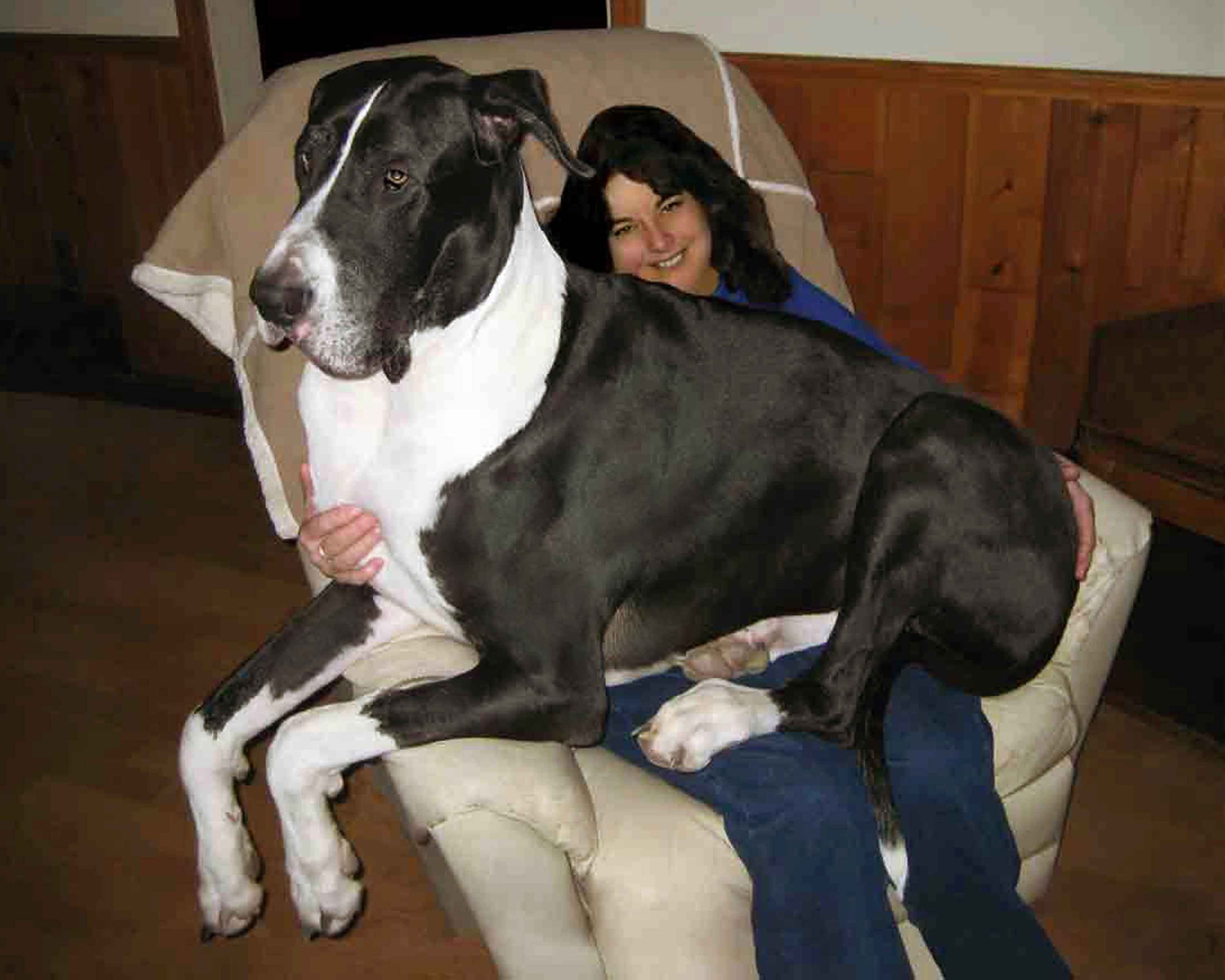 Black And White Great Dane Dog Sitting In Girl's Lap