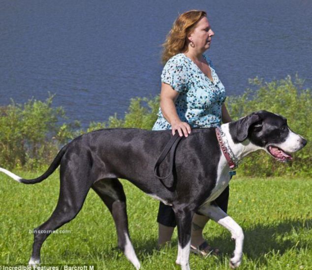 Black And White Great Dane Dog With Lady