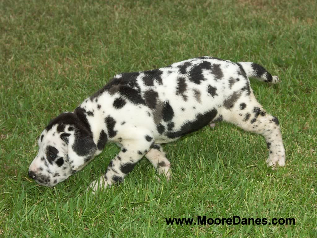 Black And White Great Dane Puppy