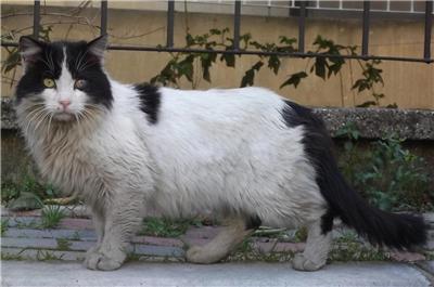 Black And White Long Hair Aegean Cat