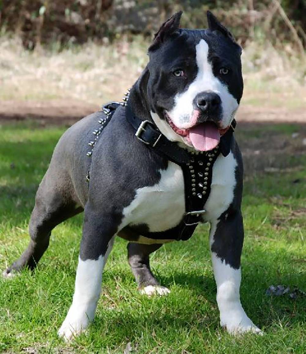 Black And White Pit Bull Dog