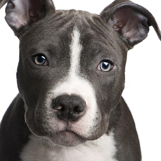 Black And White Pit Bull Puppy Face