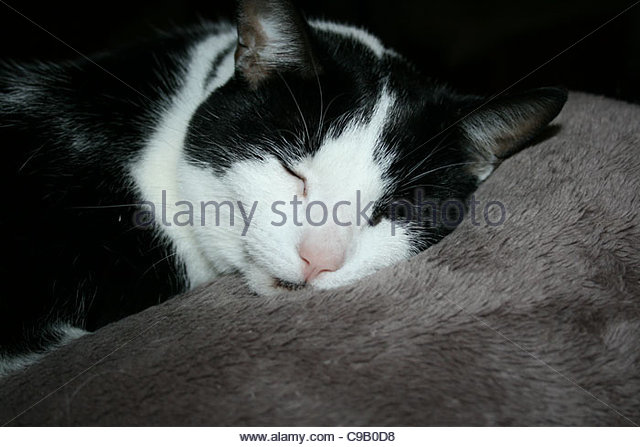 Black And White Sleeping Aegean Cat