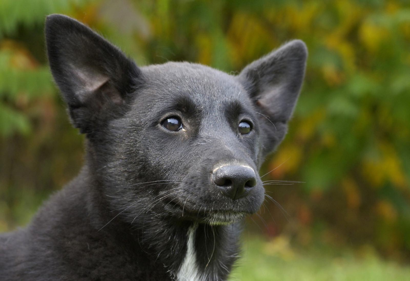 Black Canaan Dog Face Picture