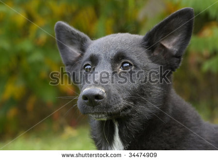 Black Canaan Dog Face