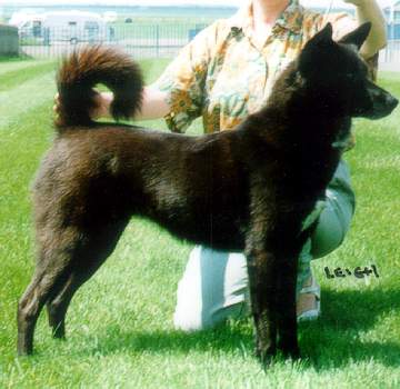Black Canaan Dog Standing On Grass