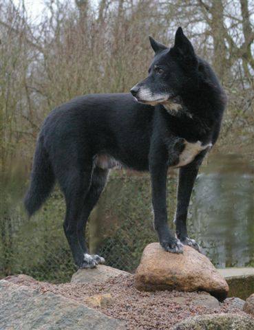 Black Canaan Dog Standing On Rock