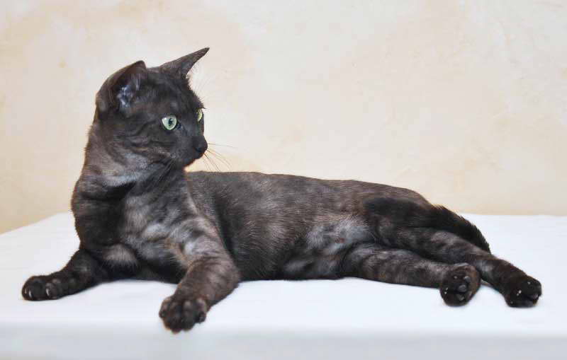 Black Egyptian Mau Cat Laying With Head Up