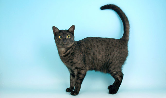 Black Egyptian Mau Cat Photo