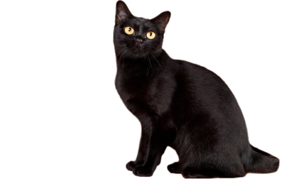 Black Egyptian Mau Cat Sitting Photo