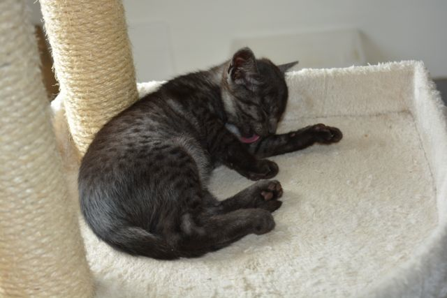 Black Egyptian Mau Cat Sleeping