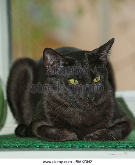 Black Egyptian Mau Cat With Yellow Eyes