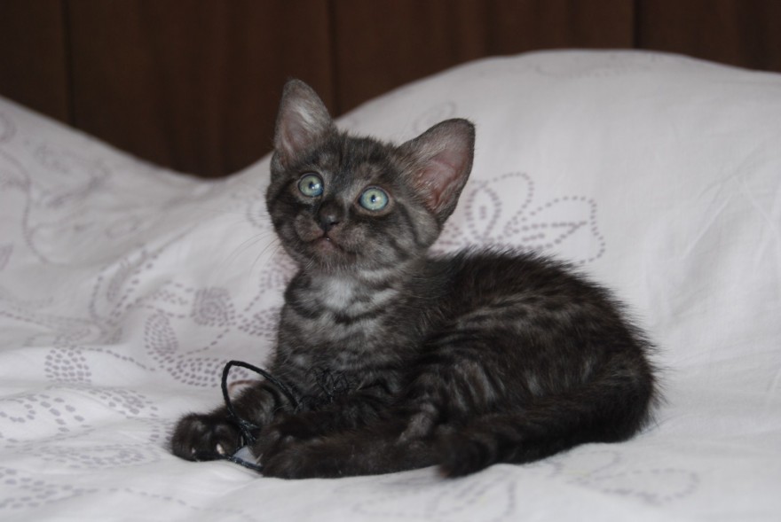 Black Egyptian Mau Kitten Sitting On Bed