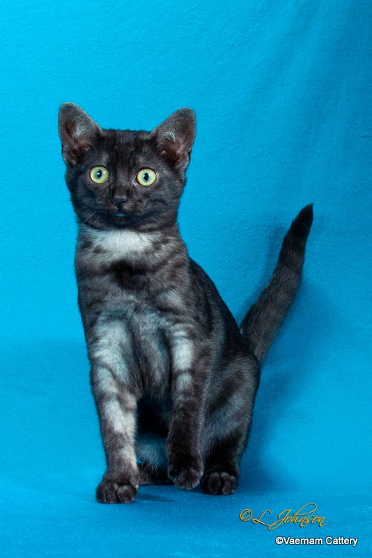 Black Egyptian Mau Kitten Sitting