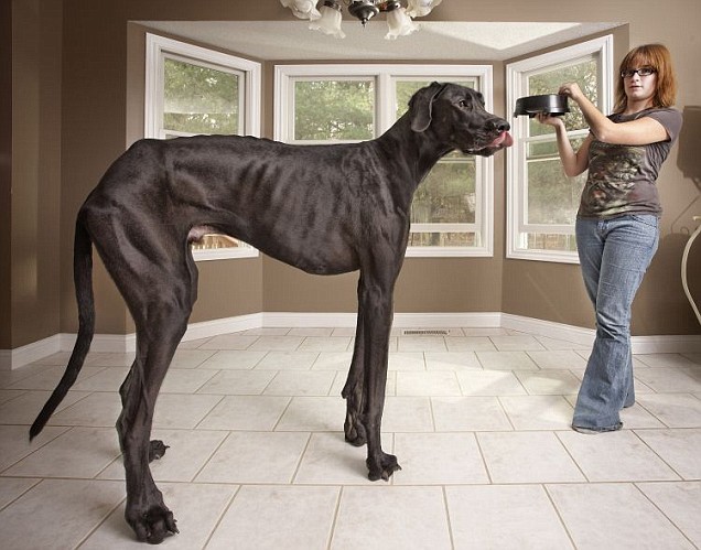 Black Full Grown Great Dane Dog
