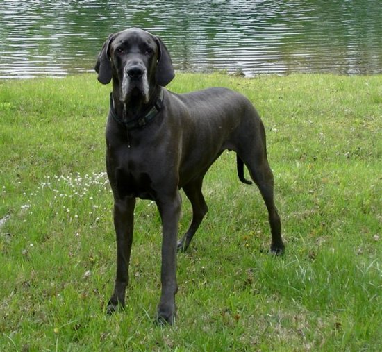 Black Great Dane Dog In Garden