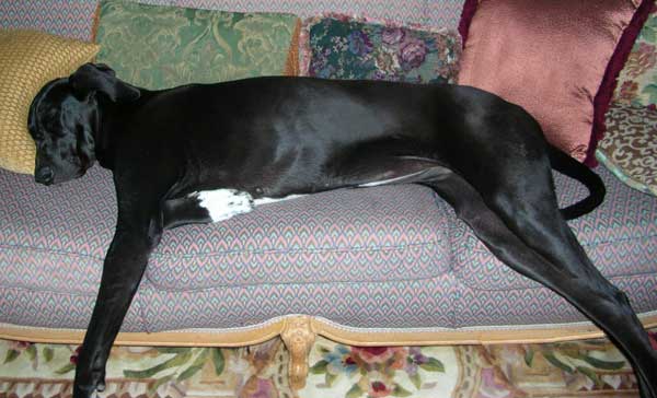 Black Great Dane Dog Laying On Sofa