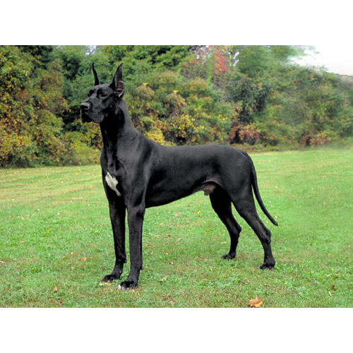 Black Great Dane Dog Photo