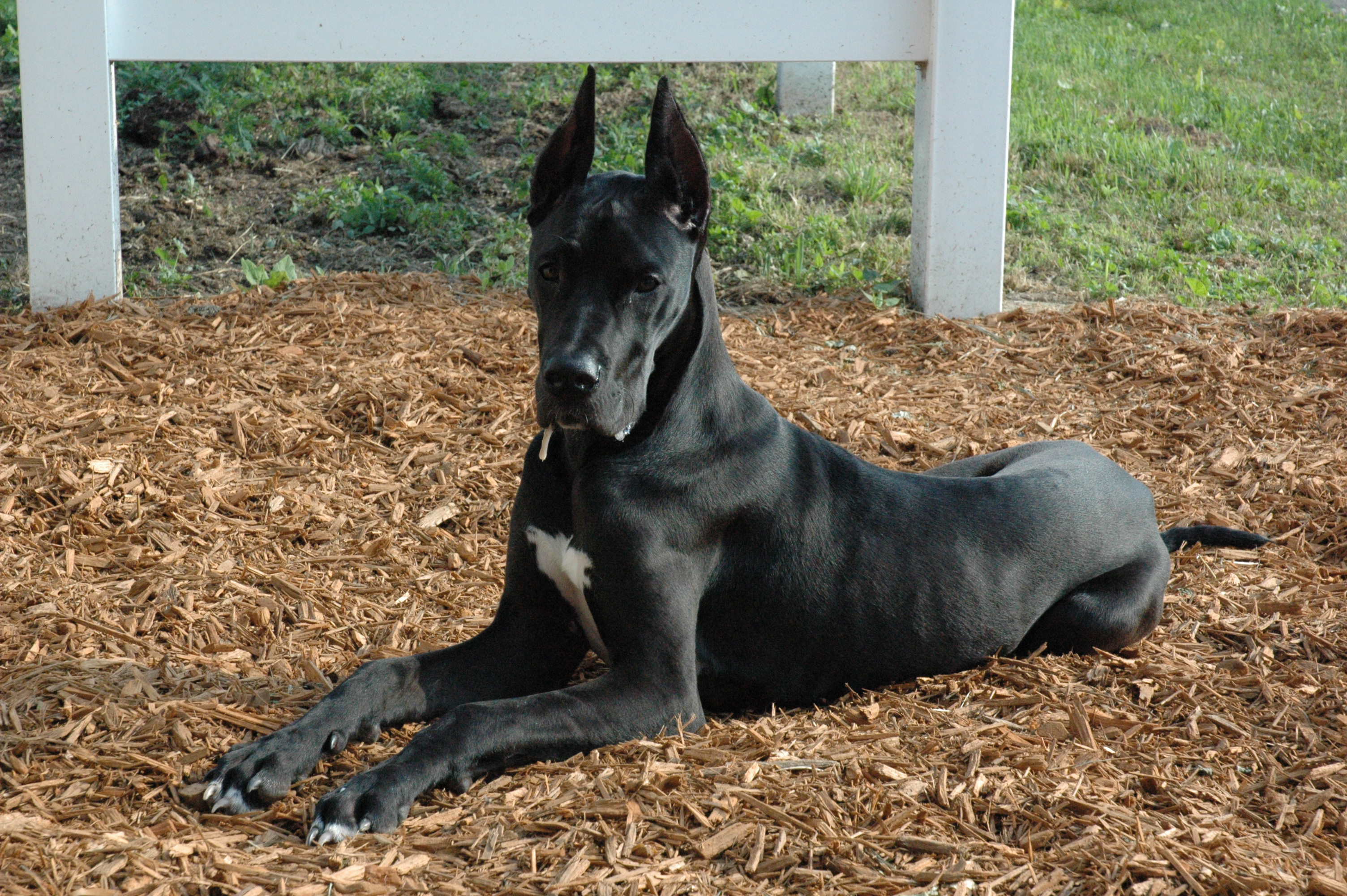 Black Great Dane Dog Sitting