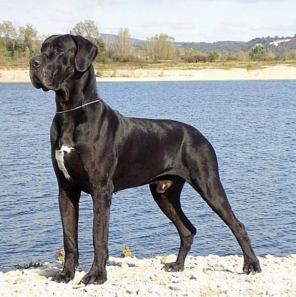 Black Great Dane Dog