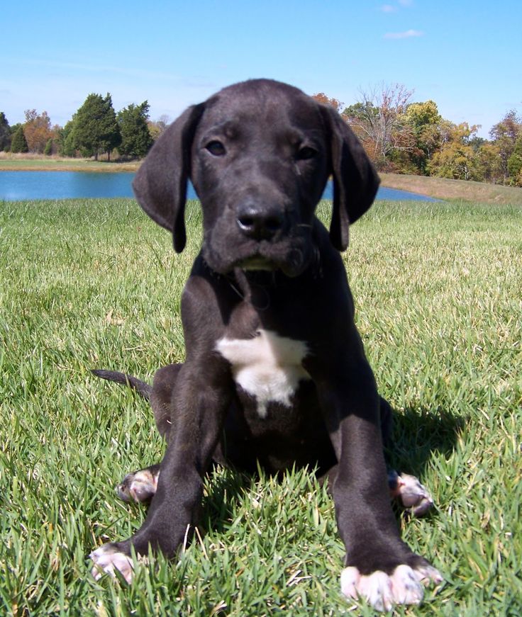 Black Great Dane Puppy Sitting On Grass