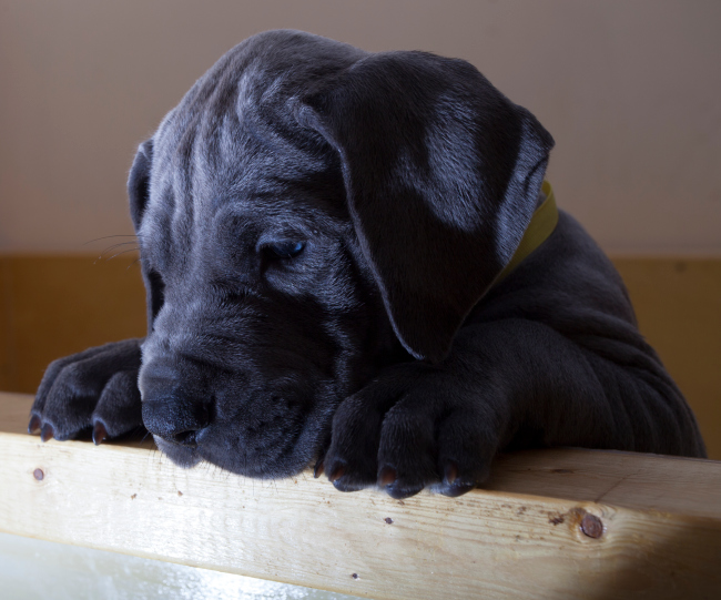 Black Great Dane Puppy