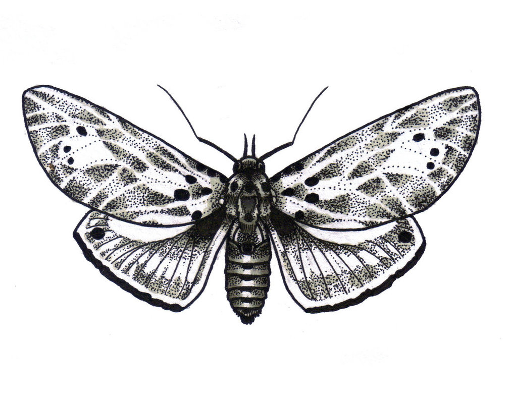 Black Ink Moth Tattoo Design By Enjoy