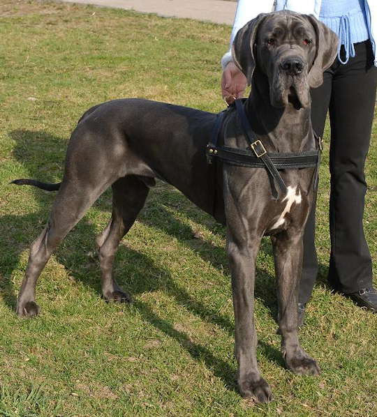 Black Male Great Dane Dog