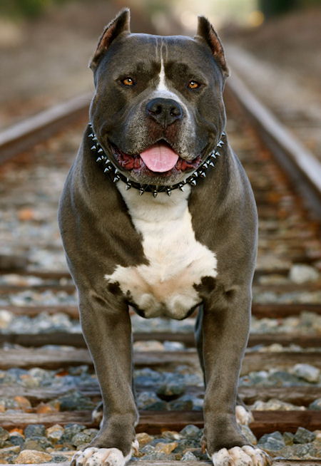 Black Pit Bull Dog Standing On Rail Track