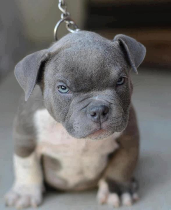 Blue Cute Pit Bull Puppy