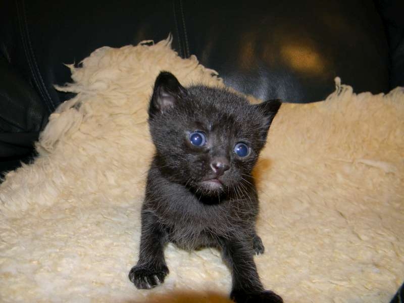 Blue Eyed Black Egyptian Mau Kitten