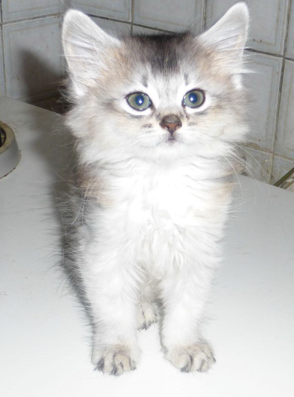 Blue Eyes Cute Somali Kitten