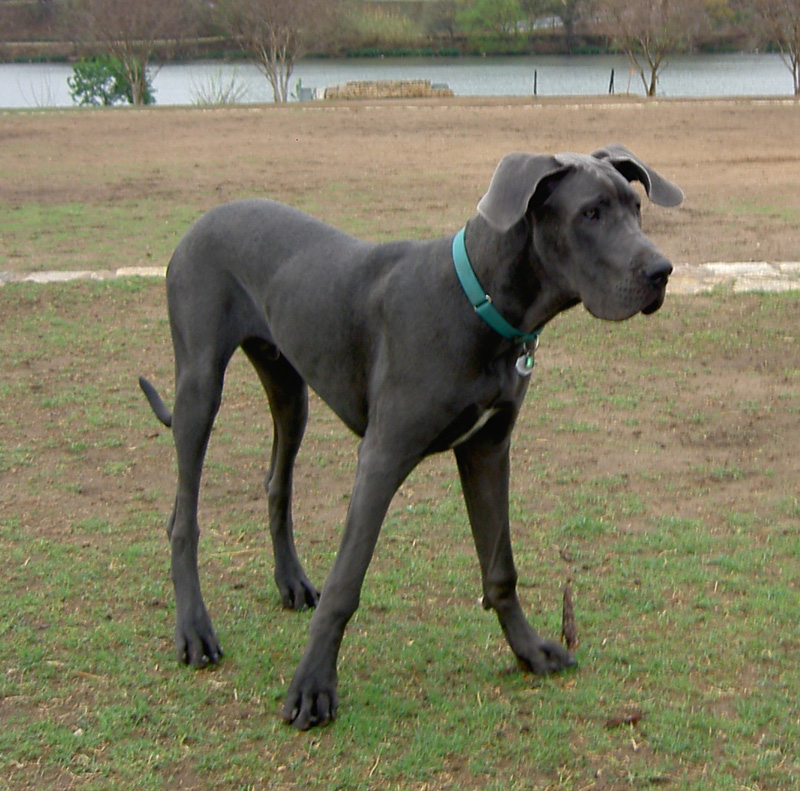 Blue Great Dane Dog Photo