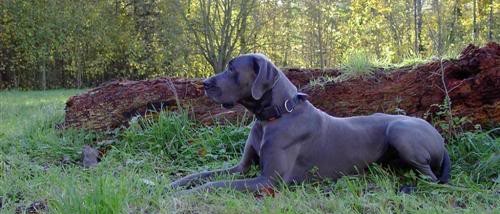 Blue Great Dane Dog Sitting On Grass