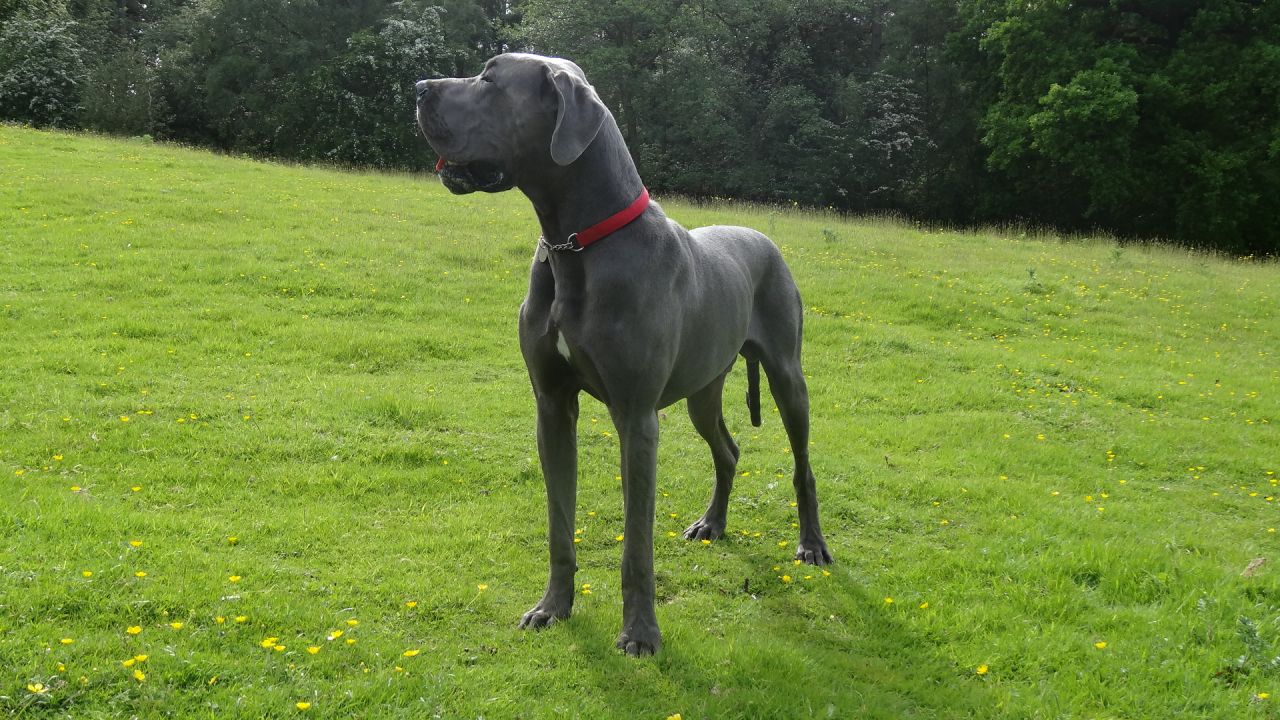 Blue Great Dane Dog Standing In Park