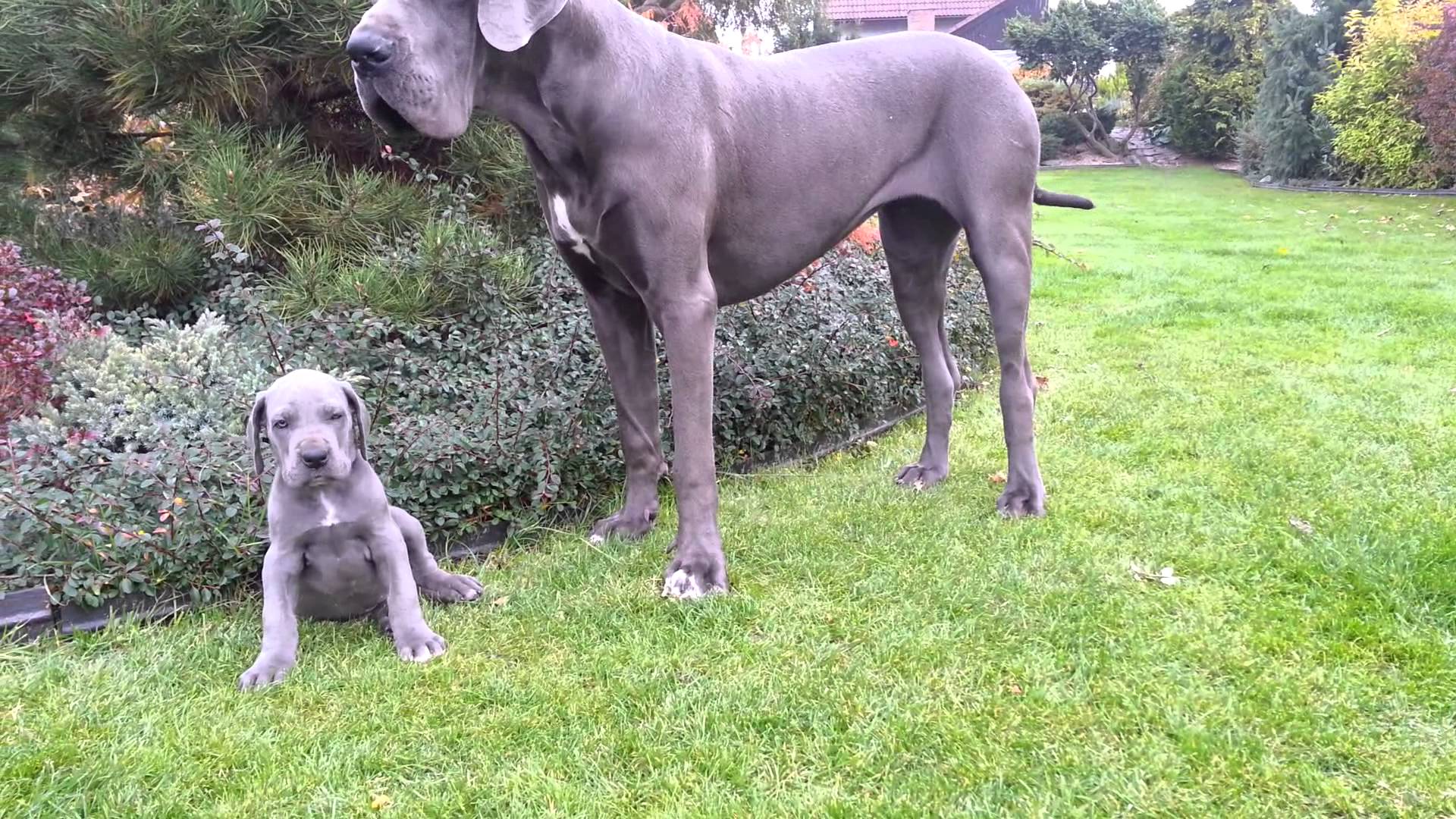 Blue Great Dane Dog With Puppy
