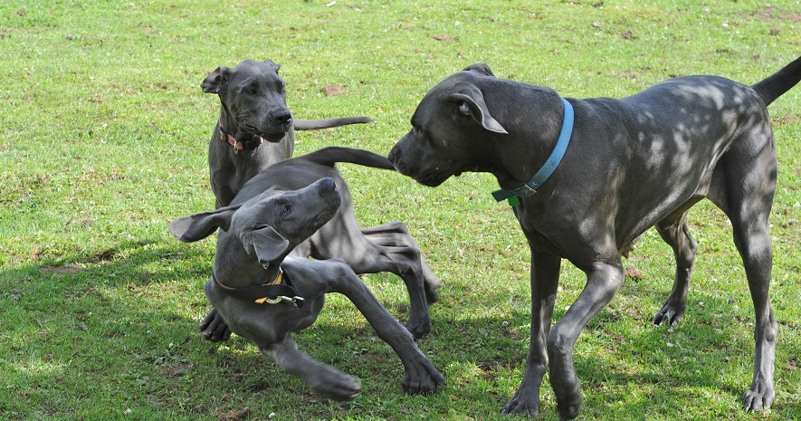 Blue Great Dane Dogs Playing In Garden