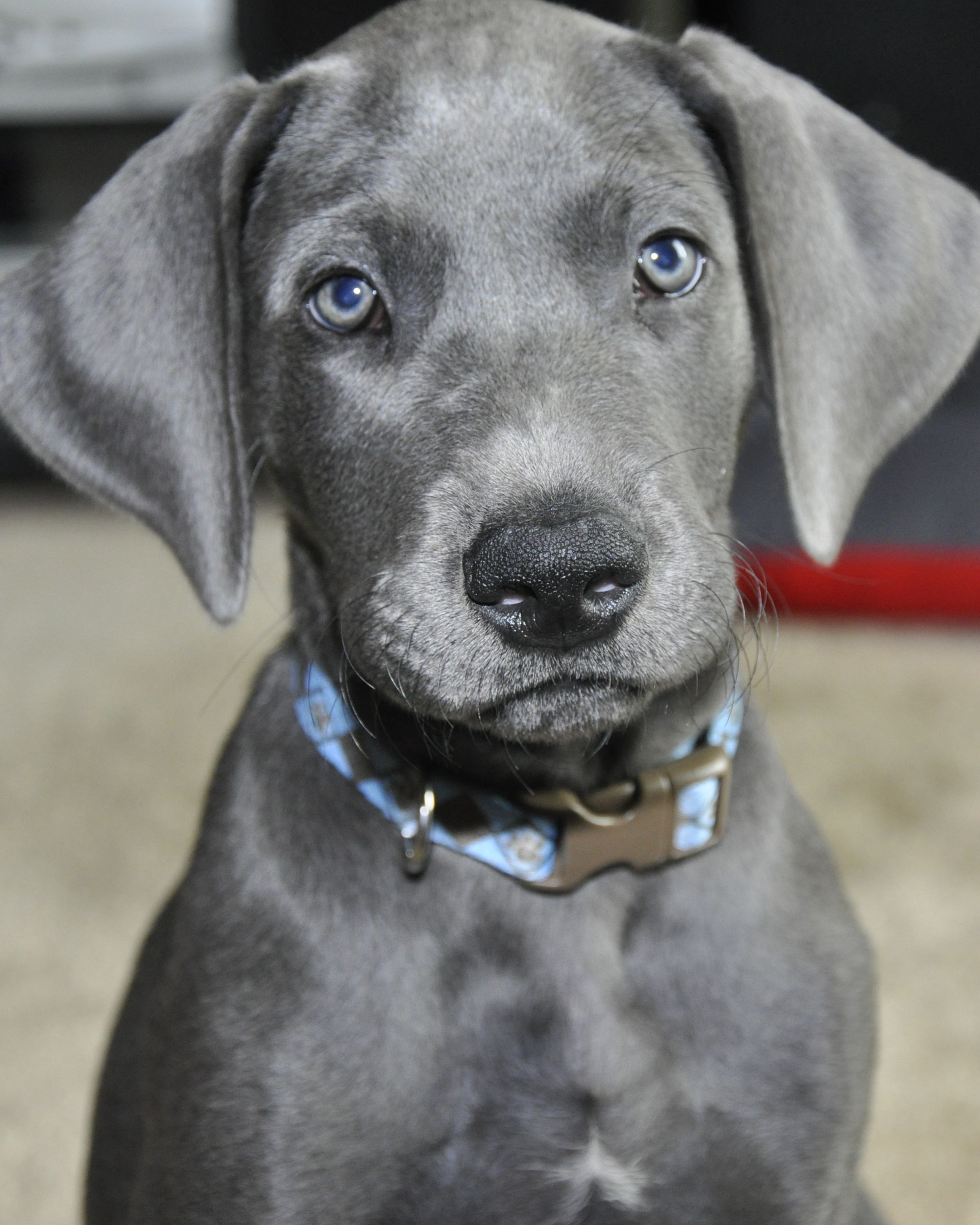 Blue Great Dane Puppy Face Closeup