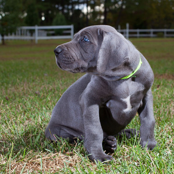Blue Great Dane Puppy Sitting On Grass