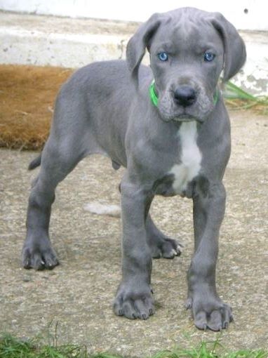 Blue Great Dane Puppy