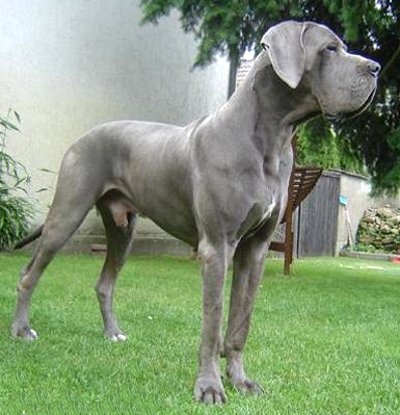 Blue Male Great Dane Dog In Garden