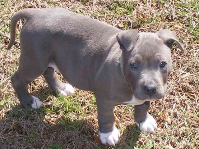 Blue Pit Bull Dog Looking Up
