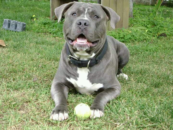 Blue Pit Bull Dog Playing With Ball