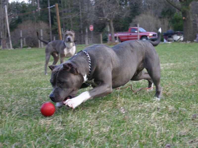 Blue Pit Bull Dogs Playing